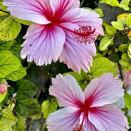 Blue Skies 1&2 فيلة Mexilhoeira Grande