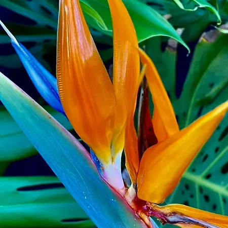 Blue Skies 1&2 فيلة *