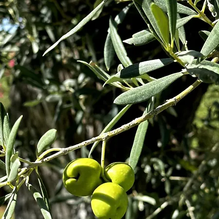 Blue Skies 1&2 فيلة