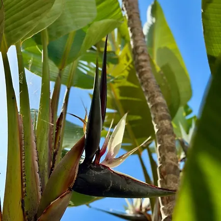 Blue Skies 1&2 * Mexilhoeira Grande